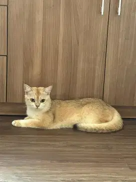 Lepas adopt BSH Golden dan Blue