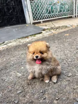 Anjing Supermini Pom TERMURAH !!