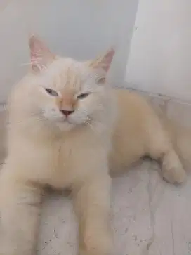 kucing persia jantan 1,5 tahun udh steril