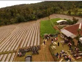 Dijual Cepat Tanah perkebunan aktif di Wanayasa, Purwakarta, JaBar