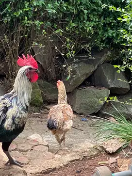 Ayam Pelung Jumbo 4 Ekor