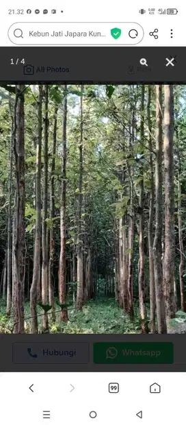 kebun Jati Japara Kuningan