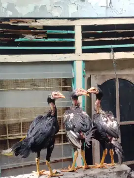Anakan Ayam pakhoy 4 bulan