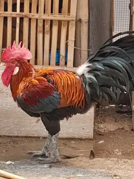 Ayam jago pelung