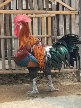 Ayam jago pelung