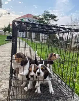 anjing beagle,betina/jantan 2 bln