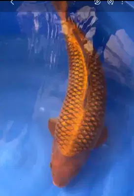 Koi Chagoi Bulky