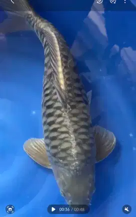 Koi Soragoi Aragoke