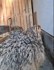 sepasang anakan burung oenta 1 bulanan siap isi mini zoo taman wahana