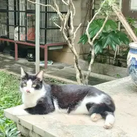 Kucing mix local siam