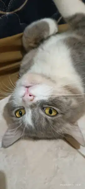 kucing norwegian