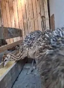 sepasang anakan burung oenta ostrich 1 bulanan exotik layak isi minizo
