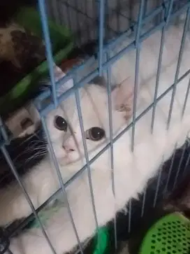 Open ADOPT KUCING PERSIA ORANGE