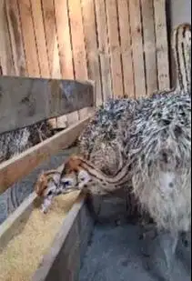sepasang anakan burung oenta 1 bulanan siap piara hobby2an exotik unik