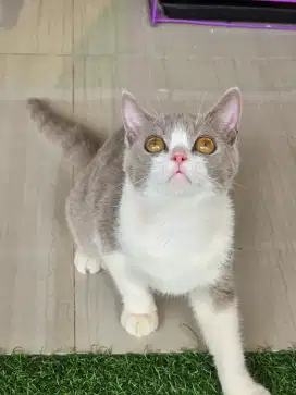 Kucing british shorthair bsh british shorthair