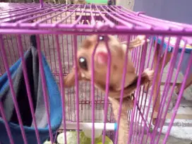 SUGAR GLIDER CLASSIC GREY