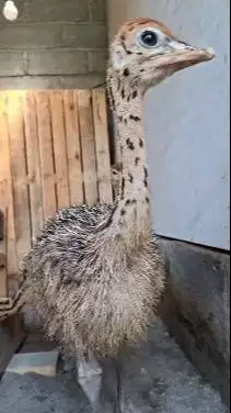 sepasang anakan burung oenta 1 bulanan siap isi mini zoo wahana anak2
