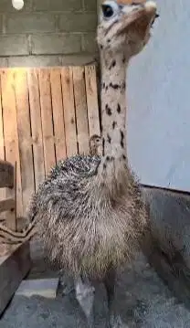 sepasang anakan burung raksasa 2 bulanan ostrich koleksian manteb puas