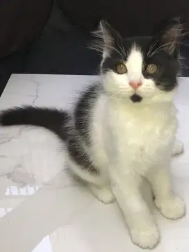 Open adopsi Kucing Jantan Non Ped (Lokasi Ancol/Sunter)