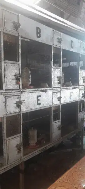 Burung perkutut bangkok satu jodoh produksi