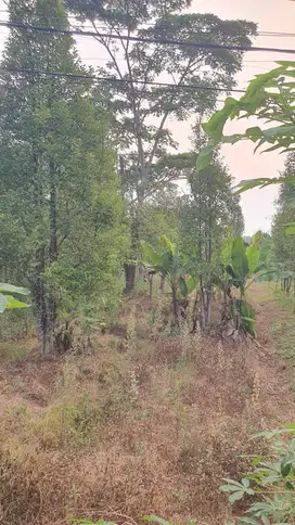 Dijual Tanah di Desa Dago, Parung Panjang Luas 3044 M² (26 x 117)