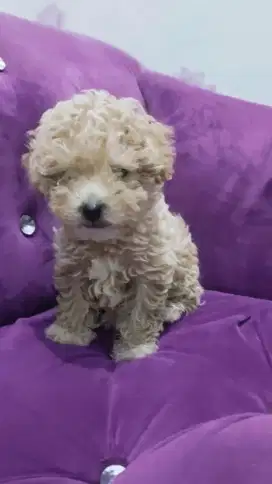 Adobsi anabul Poodle