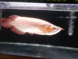 Arwana super red