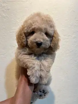 Poodle Red Apricot