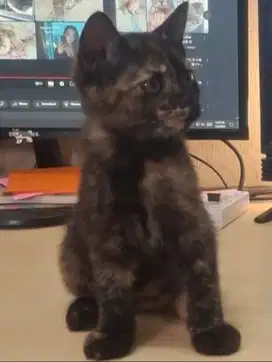 Open adopsi Kucing Betina Non Ped (Lokasi Ancol/Sunter)