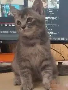 Open adopsi Kucing Betina Non Ped (Lokasi Ancol/Sunter)