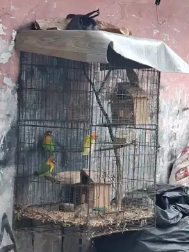 Burung Lovebird
