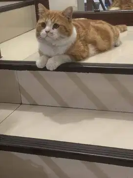 Open adopsi Kucing Jantan Non Ped (Lokasi Ancol/Sunter)