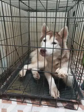 Husky red betina