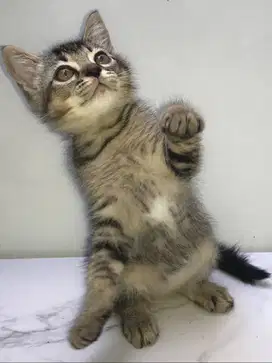 Open adopsi Kucing Betina Non Ped (Lokasi Ancol/Sunter)