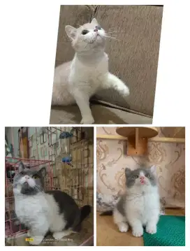 Kucing BSH  dan BSH Munchkin