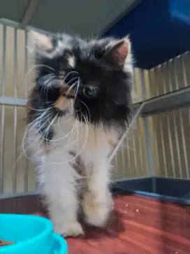 Kucing persia peaknose calico