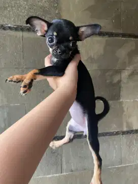 Chihuahua x Poodle