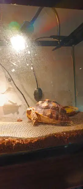 sulcata tortoise