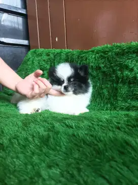 Jual minipom puppies