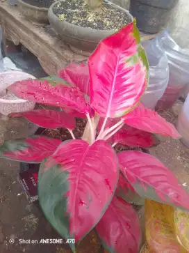Aglonema suksom jaipong induk