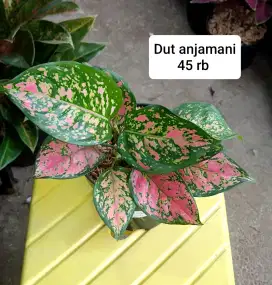 Jual tanaman hias bandung
