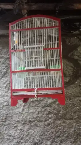 Jual burung kutilang sudah ngepur total jarang ke urus rp 100 nego