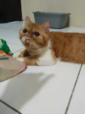 Kucing persia exo