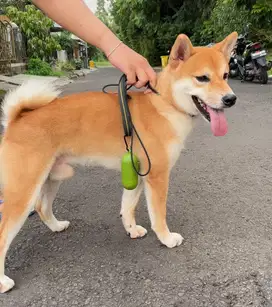 OPEN ADOPT IMPORT SHIBA INU 100% from Japan