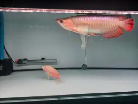 Arwana Super Red Jual Rugi Sertifikat  arowana SR