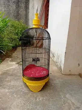 Kandang bekas lovebird restorasi