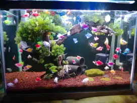 Aquascape beserta isi nya filter dan lampu dan ikan