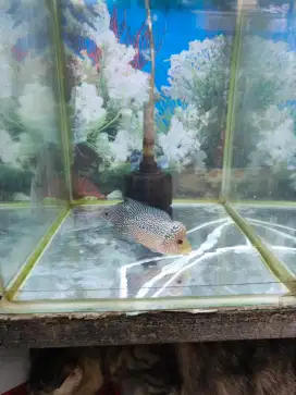 Ikan Louhan Cencu