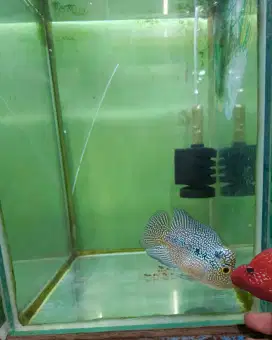 Ikan Louhan Cencu