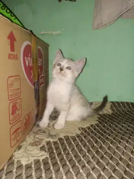 Kitten Kucing persia mix siam